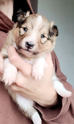 Azula