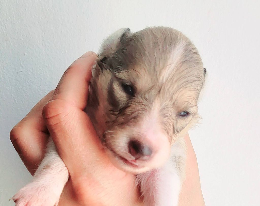 Fanelsky - Chiots disponibles - Shetland Sheepdog